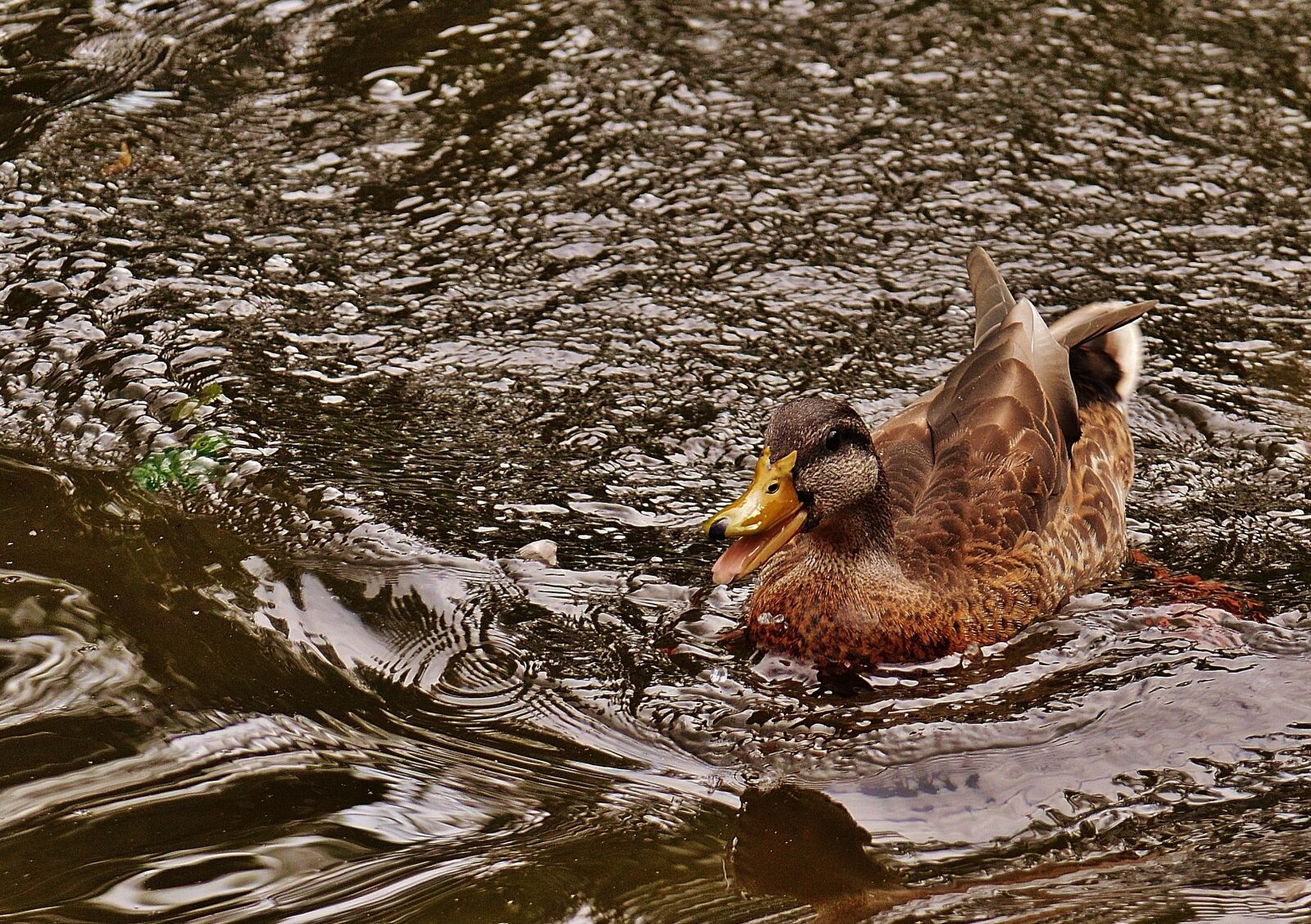 Nikon D3200 sample photo. Duck, water bird, poultry photography