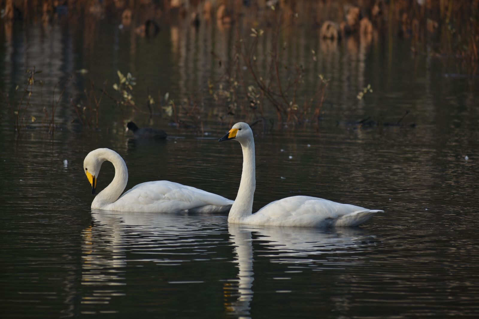 Nikon D7200 sample photo. Animal, lake, waterside photography