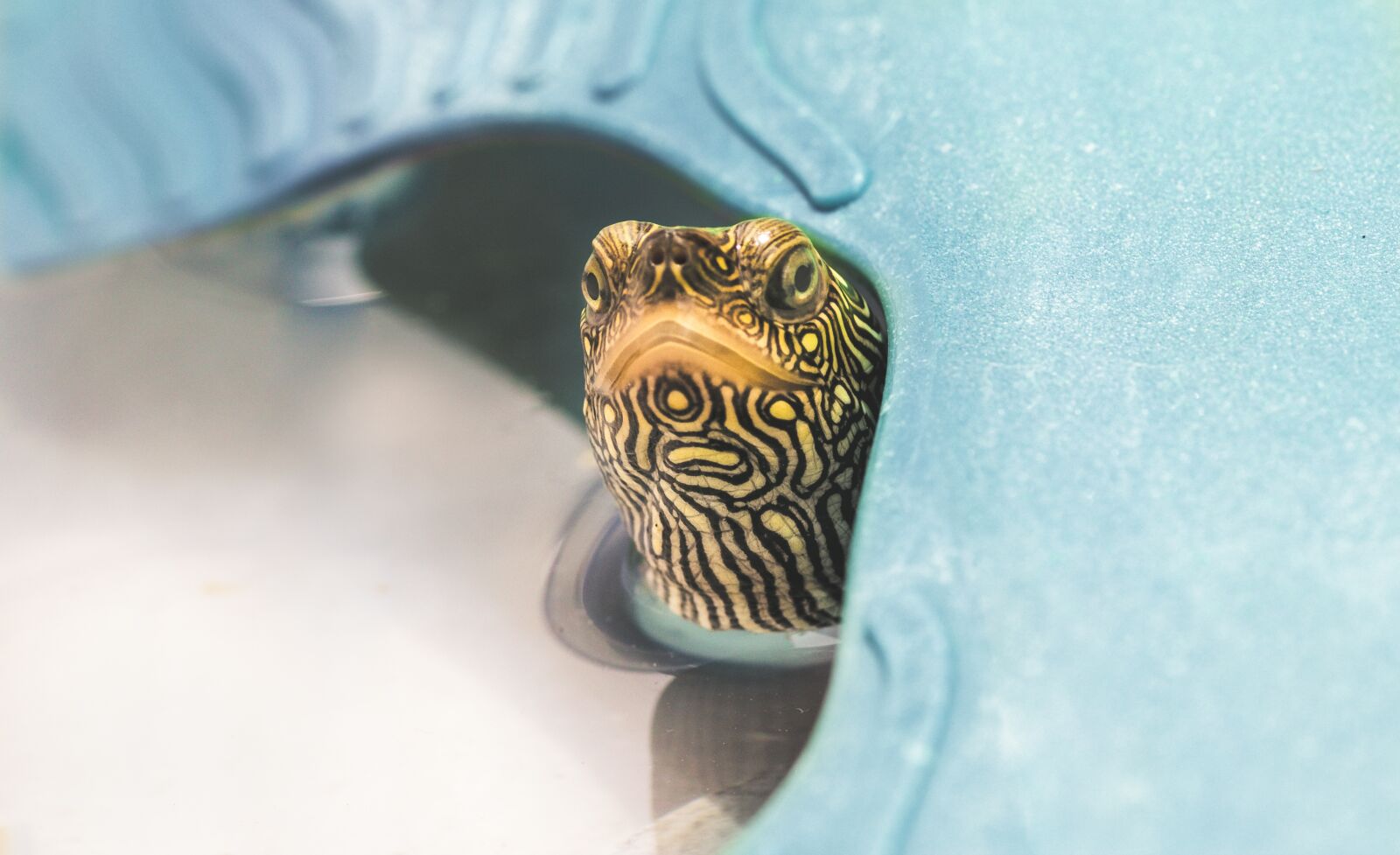 Canon EOS 1300D (EOS Rebel T6 / EOS Kiss X80) sample photo. Turtle, tartarughiera, head photography