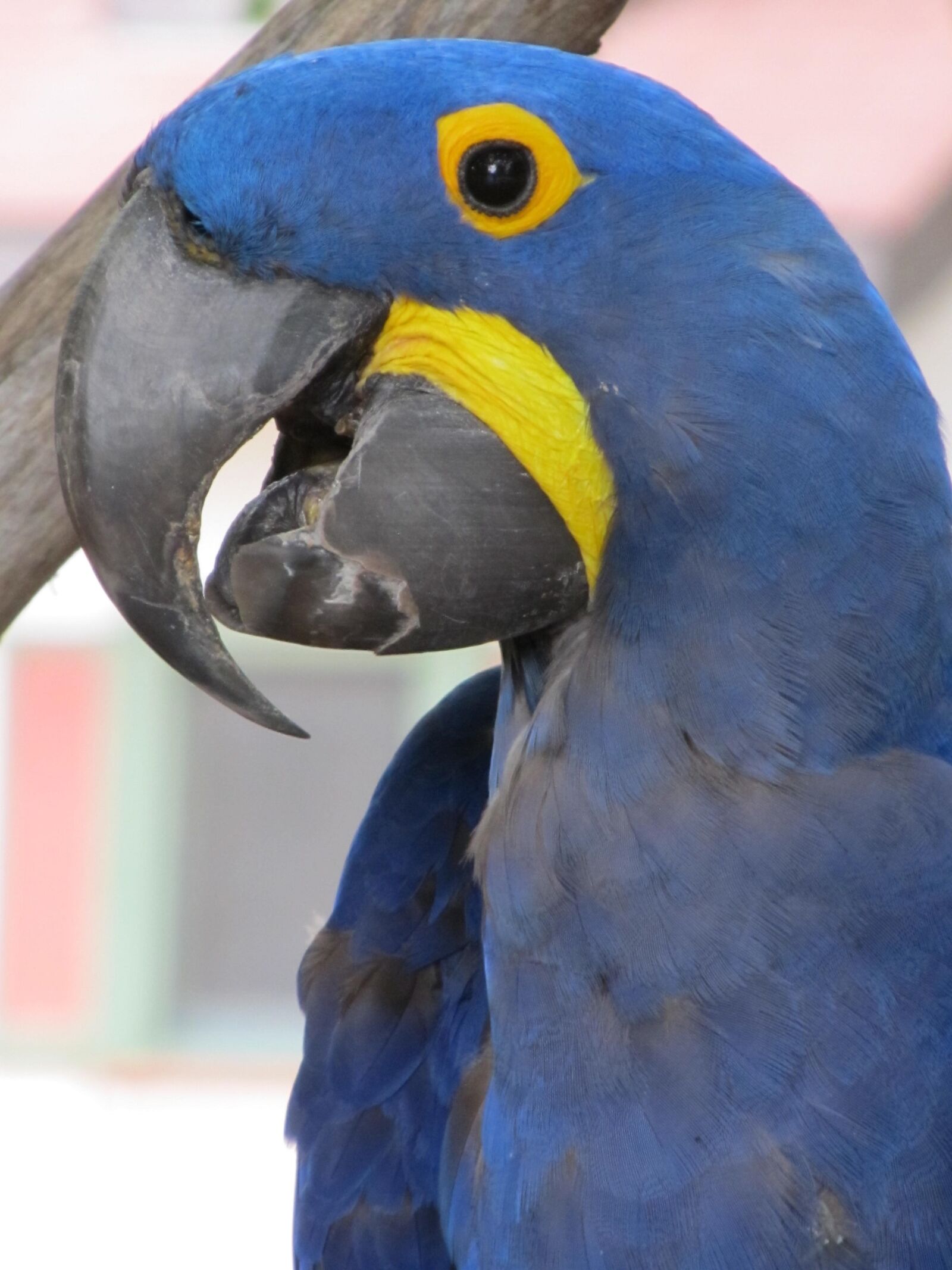 Canon PowerShot SX130 IS sample photo. Parrot, bird, hyacinth macaw photography