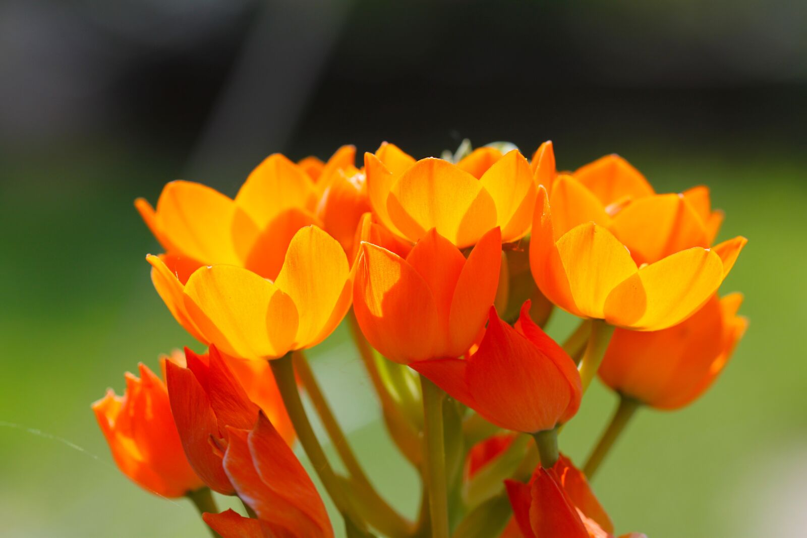 Canon EOS 500D (EOS Rebel T1i / EOS Kiss X3) sample photo. Flower, nature, plant photography