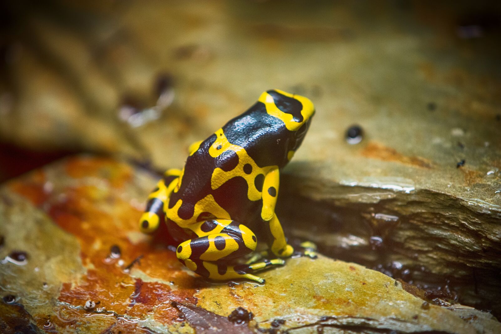 Nikon D5200 sample photo. Frog, toad, animal photography