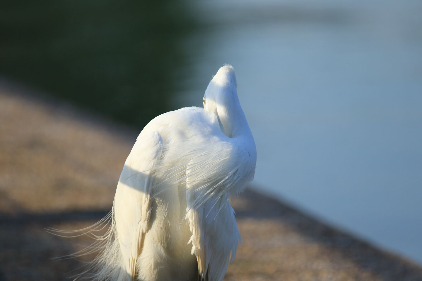 Canon EOS 7D Mark II sample photo. Bird, little egret, water photography