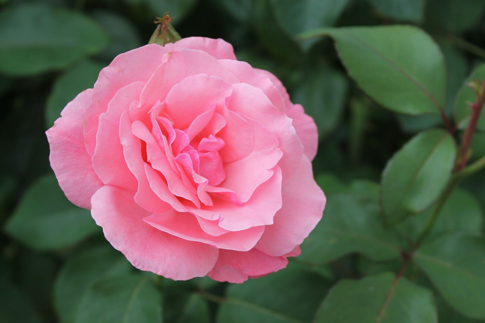 Canon EOS 1100D (EOS Rebel T3 / EOS Kiss X50) sample photo. Rose, pink, flower photography
