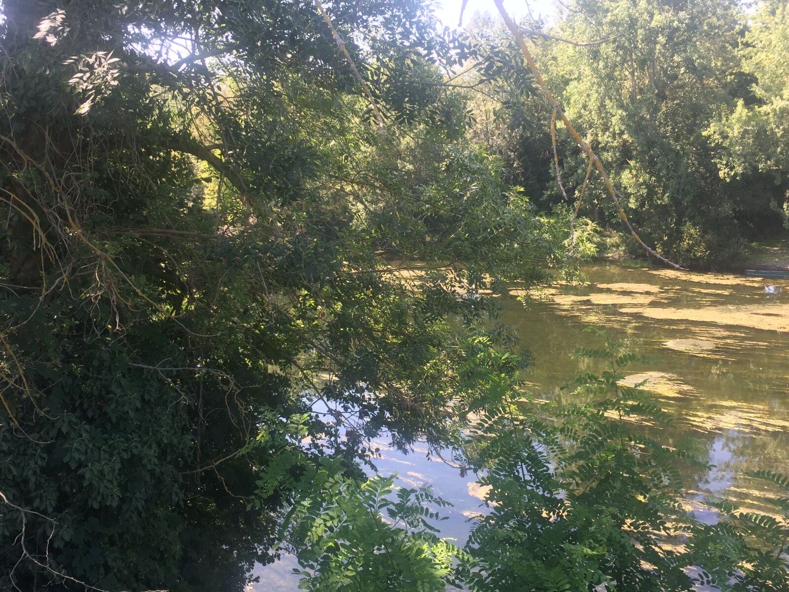 iPhone 6 Plus back camera 4.15mm f/2.2 sample photo. Nature, tree, relaxation photography