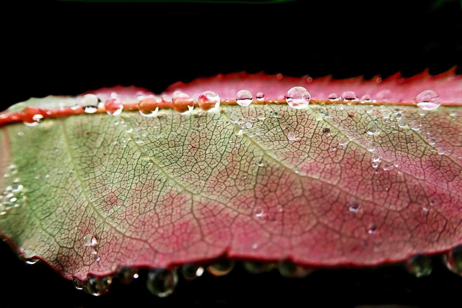 Olympus TG-5 sample photo. Leaf, rose, wet photography