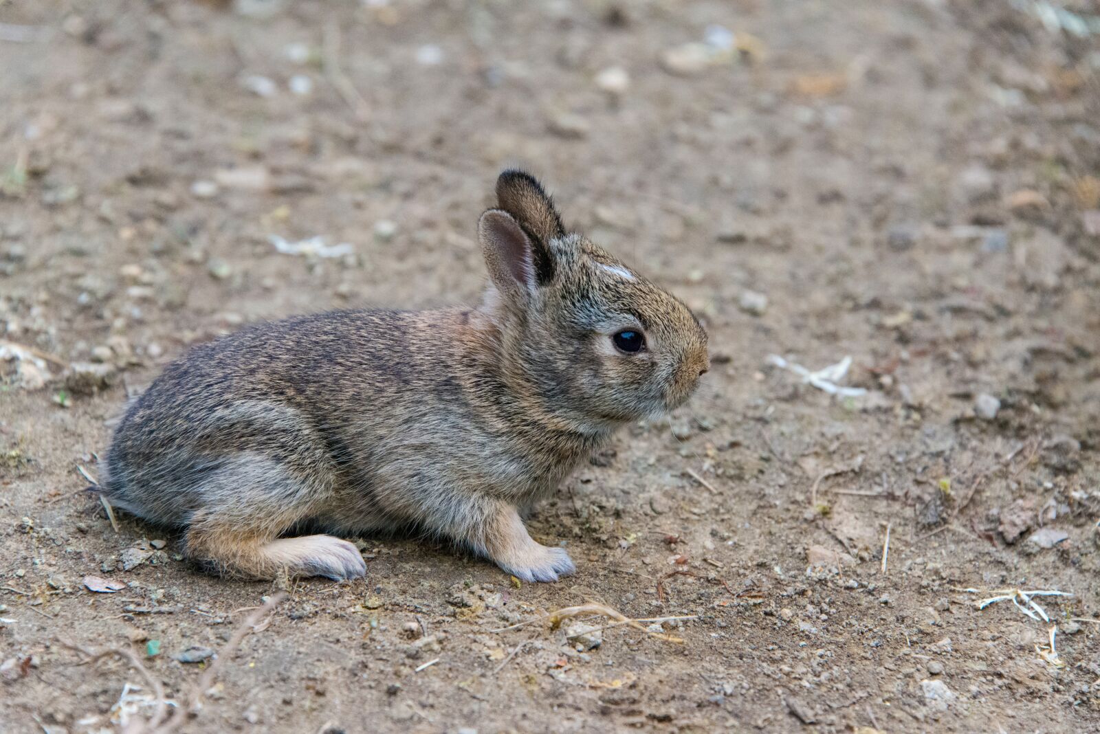 Nikon D800 sample photo. Rabbit, bunny, cute photography