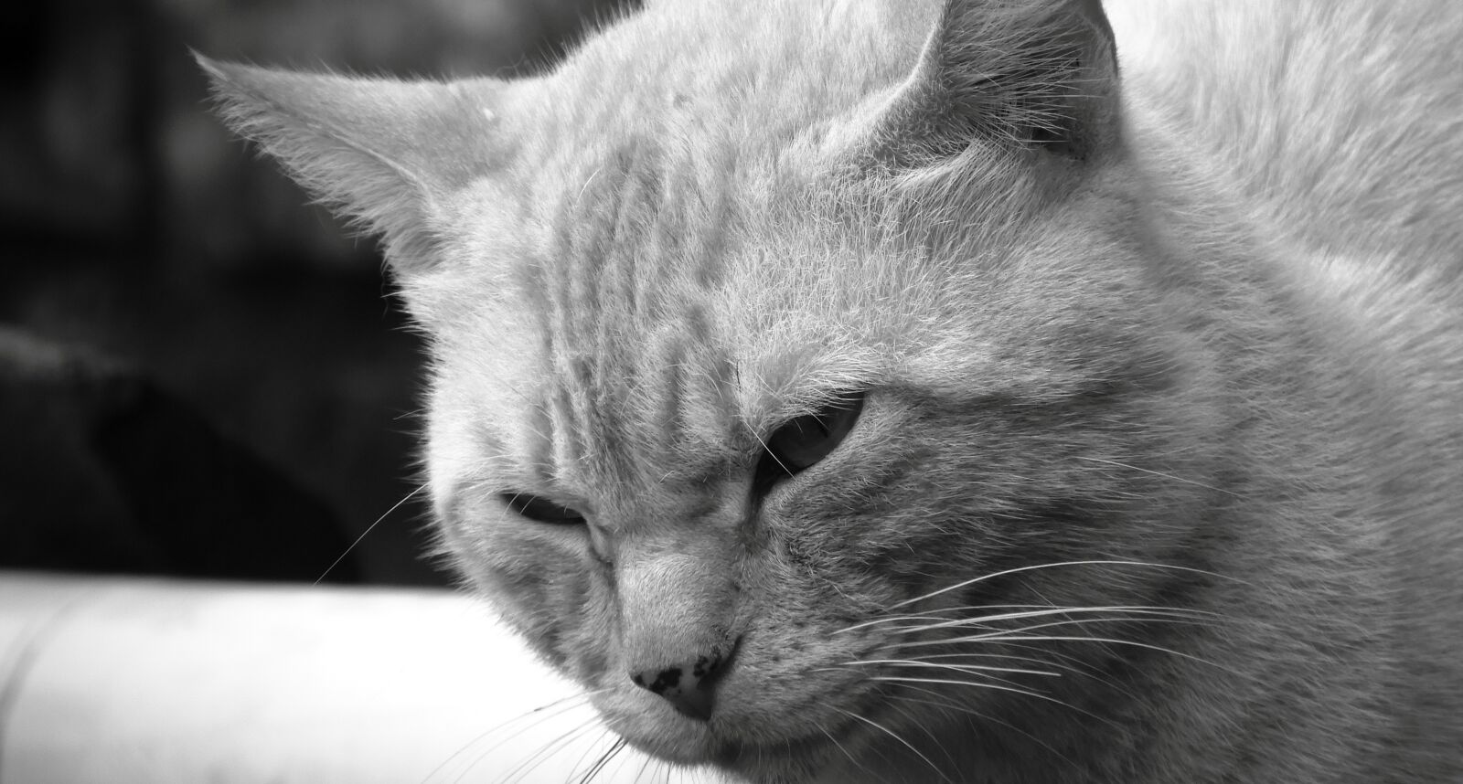 Nikon Coolpix B700 sample photo. Cat, nice, animalia photography