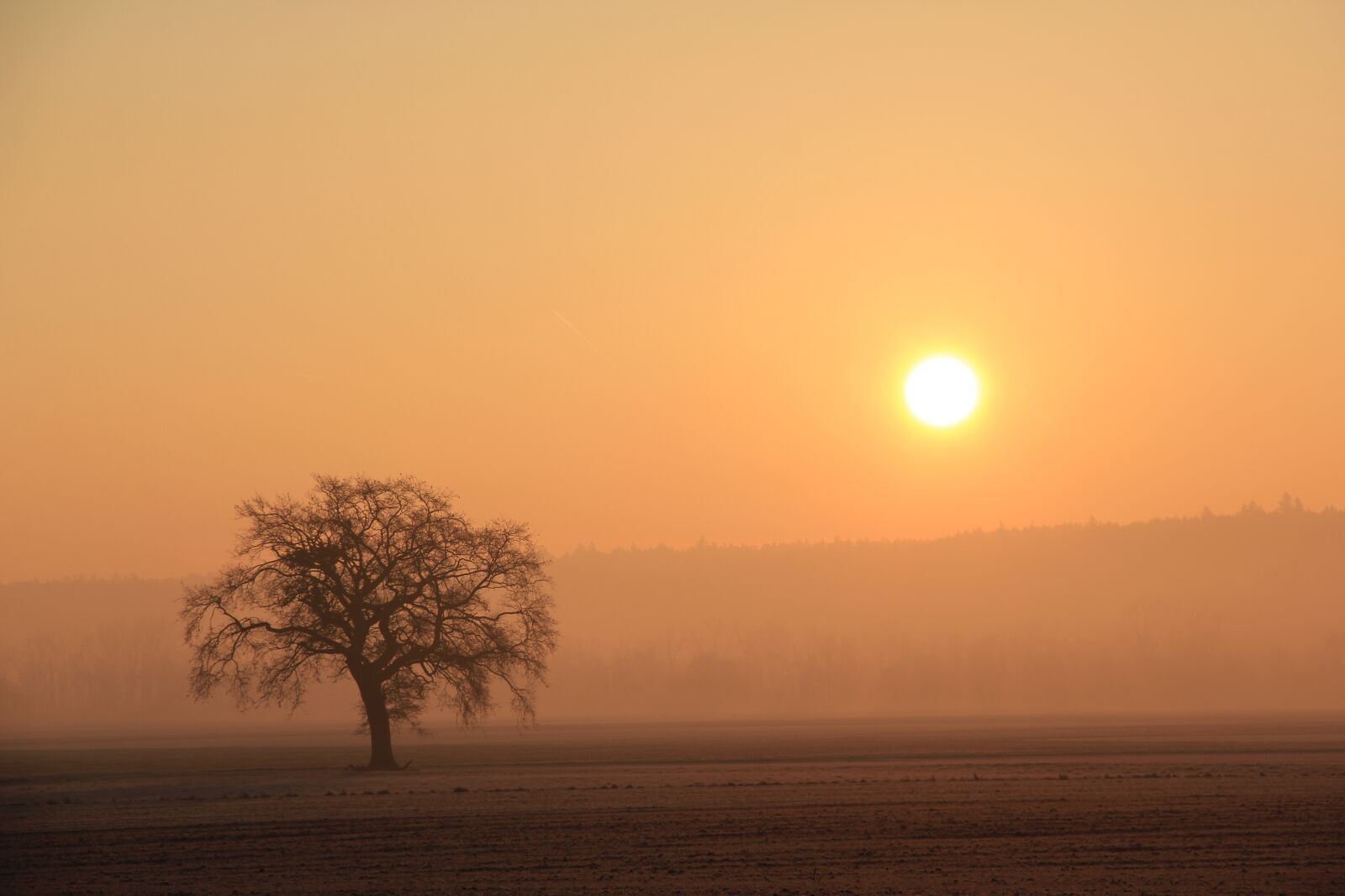 Canon EOS 550D (EOS Rebel T2i / EOS Kiss X4) sample photo. Sunrise, landscape, tree photography