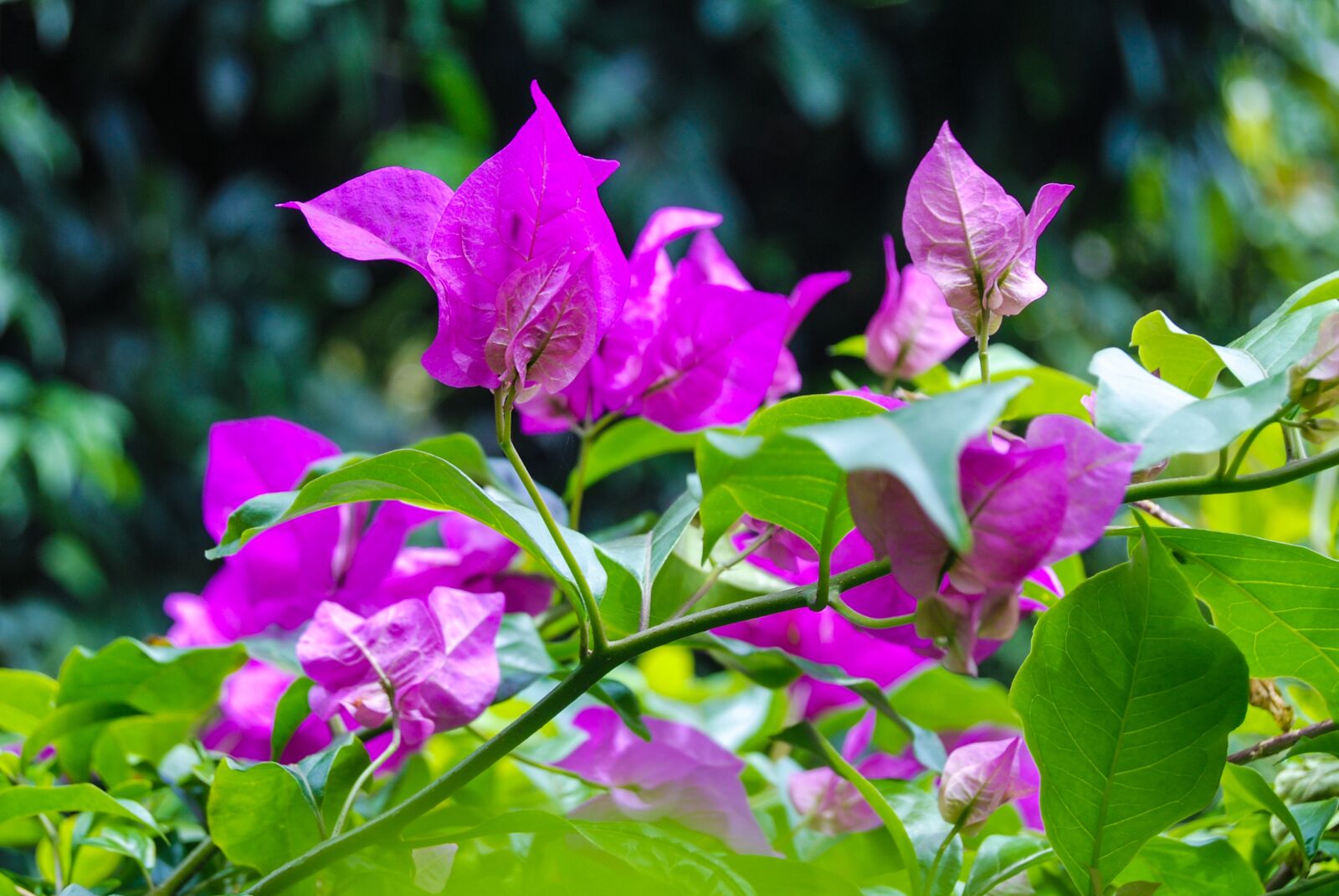 Nikon D80 sample photo. Flower, pink, nature photography