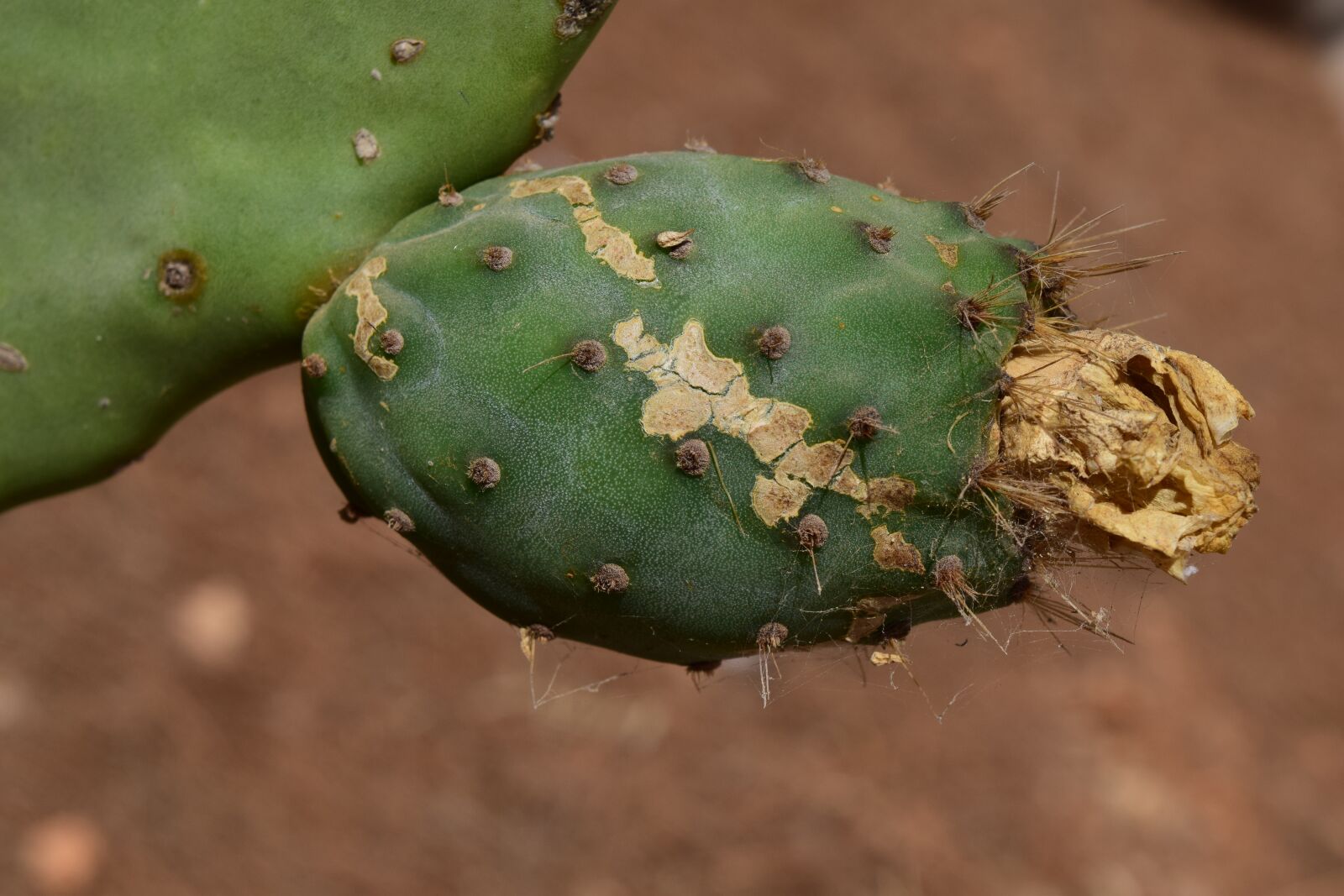 Nikon D3300 sample photo. Cactus, prickly pear, cactus photography
