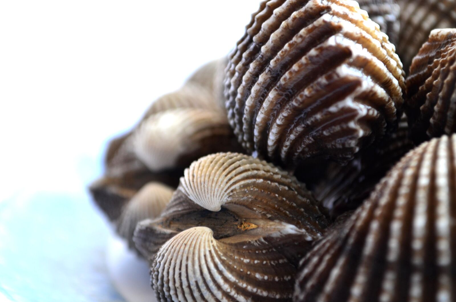 Nikon D5100 sample photo. Seashells, mollusk, still life photography