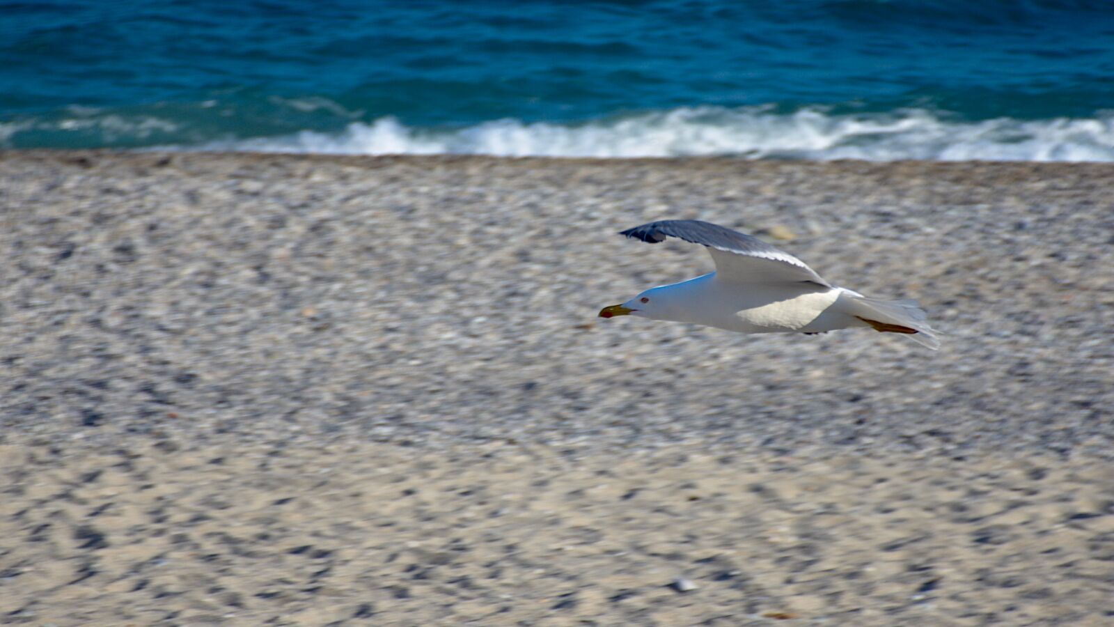 Nikon D7200 sample photo. Seagull, sea, beach photography