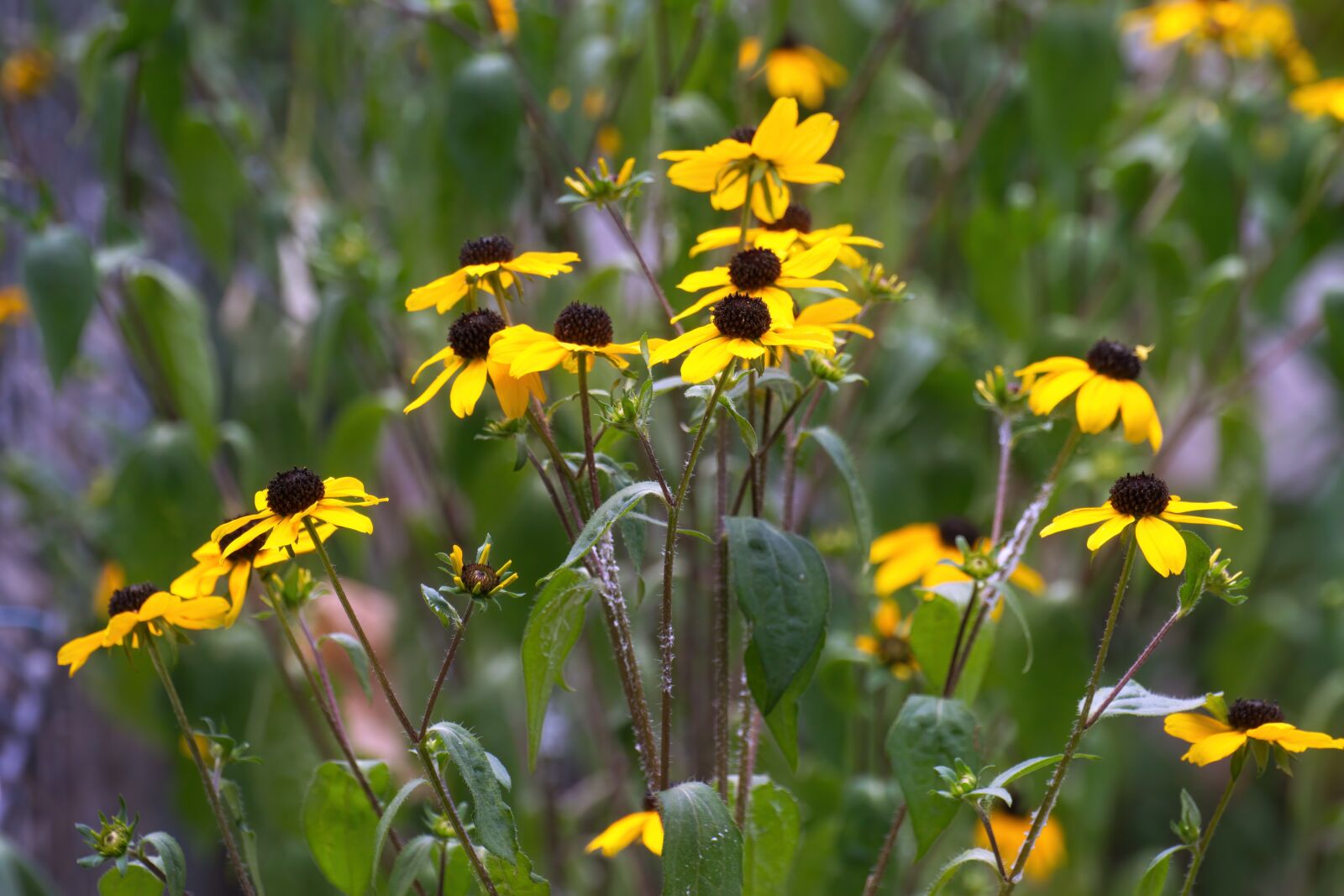 Nikon D5300 sample photo. Flowers, garden, fresh photography