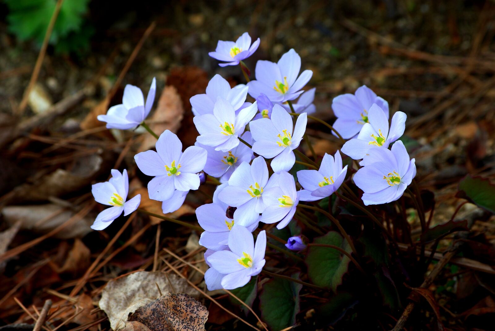 Samsung GX-10 sample photo. Nature, plants, flowers photography