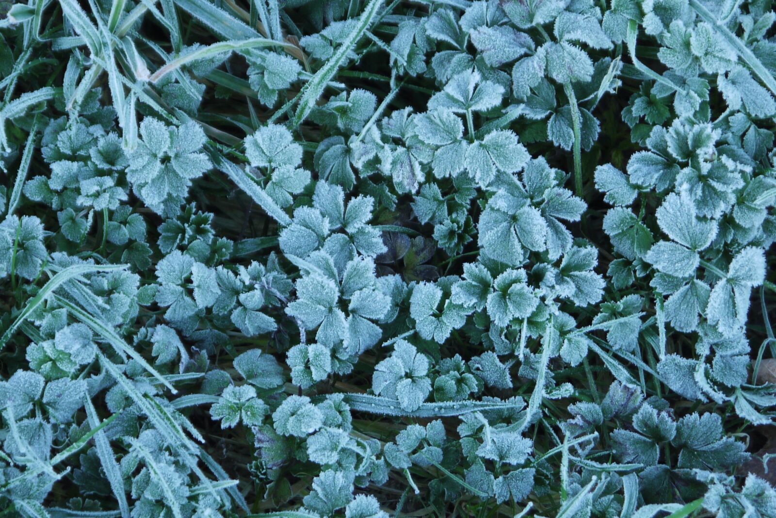 Panasonic Lumix DMC-G10 sample photo. Grass, frost, icy photography