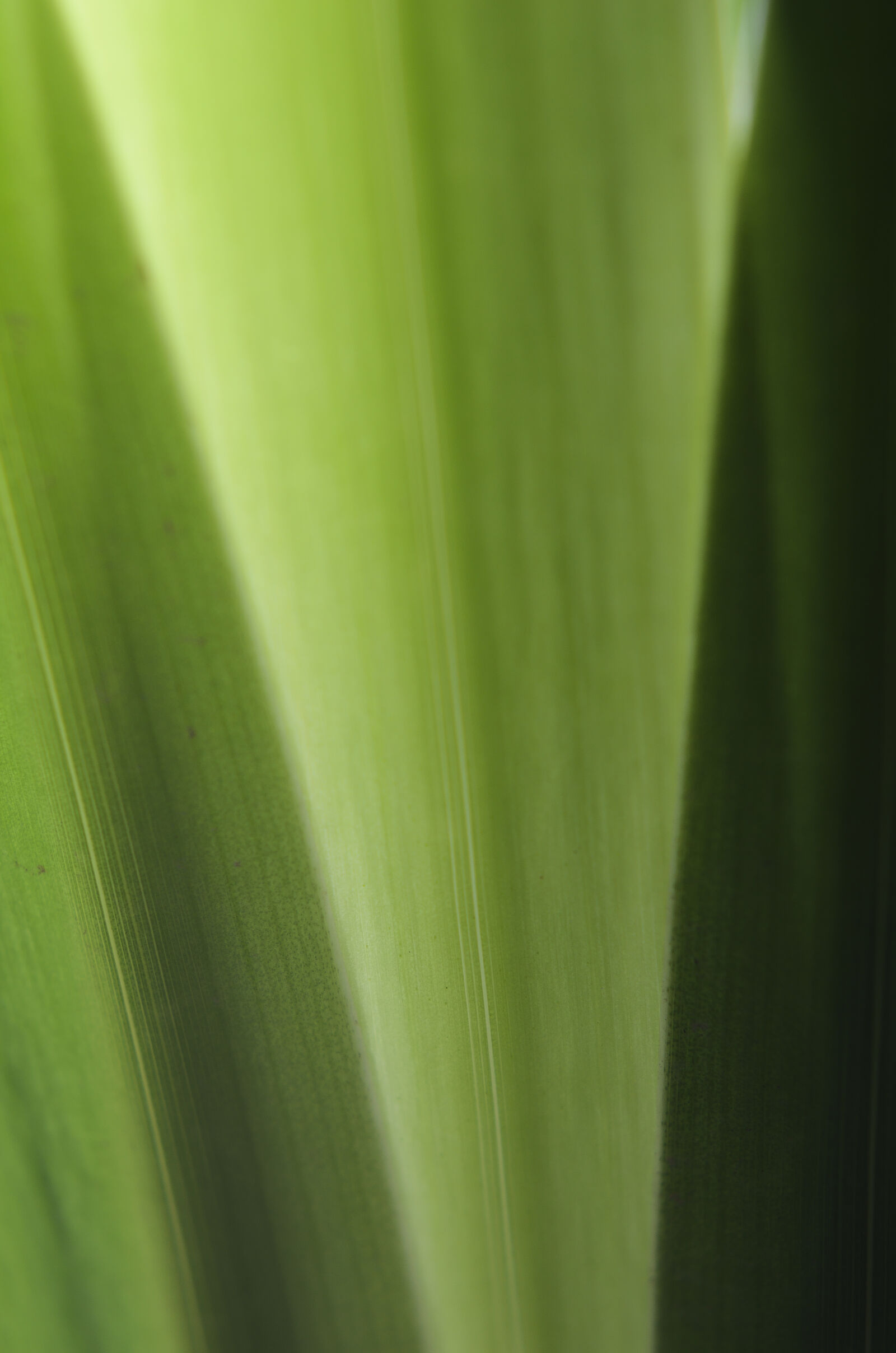 Nikon D7000 + Nikon AF-S Nikkor 50mm F1.8G sample photo. Abstract, abstrato, background, brazilian photography