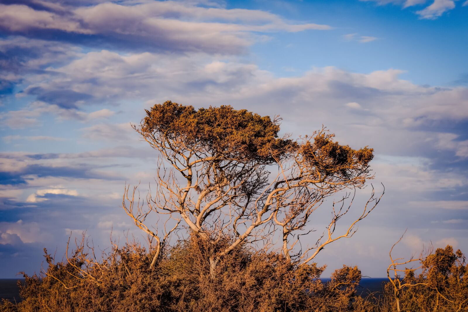 Nikon D3300 sample photo. Tree, sky, clouds photography