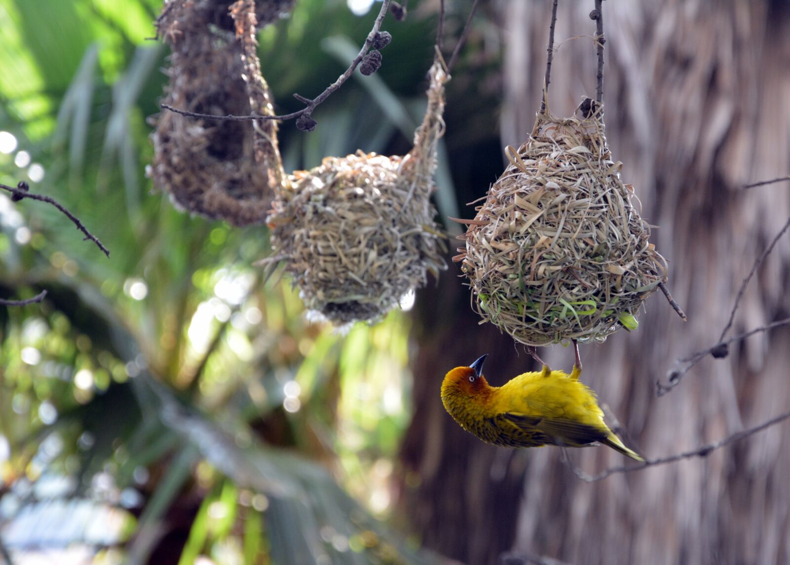 Nikon D5200 sample photo. Bird nests, finch, hanging photography