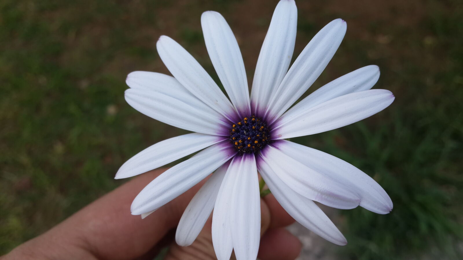 Samsung Galaxy S4 sample photo. White photography