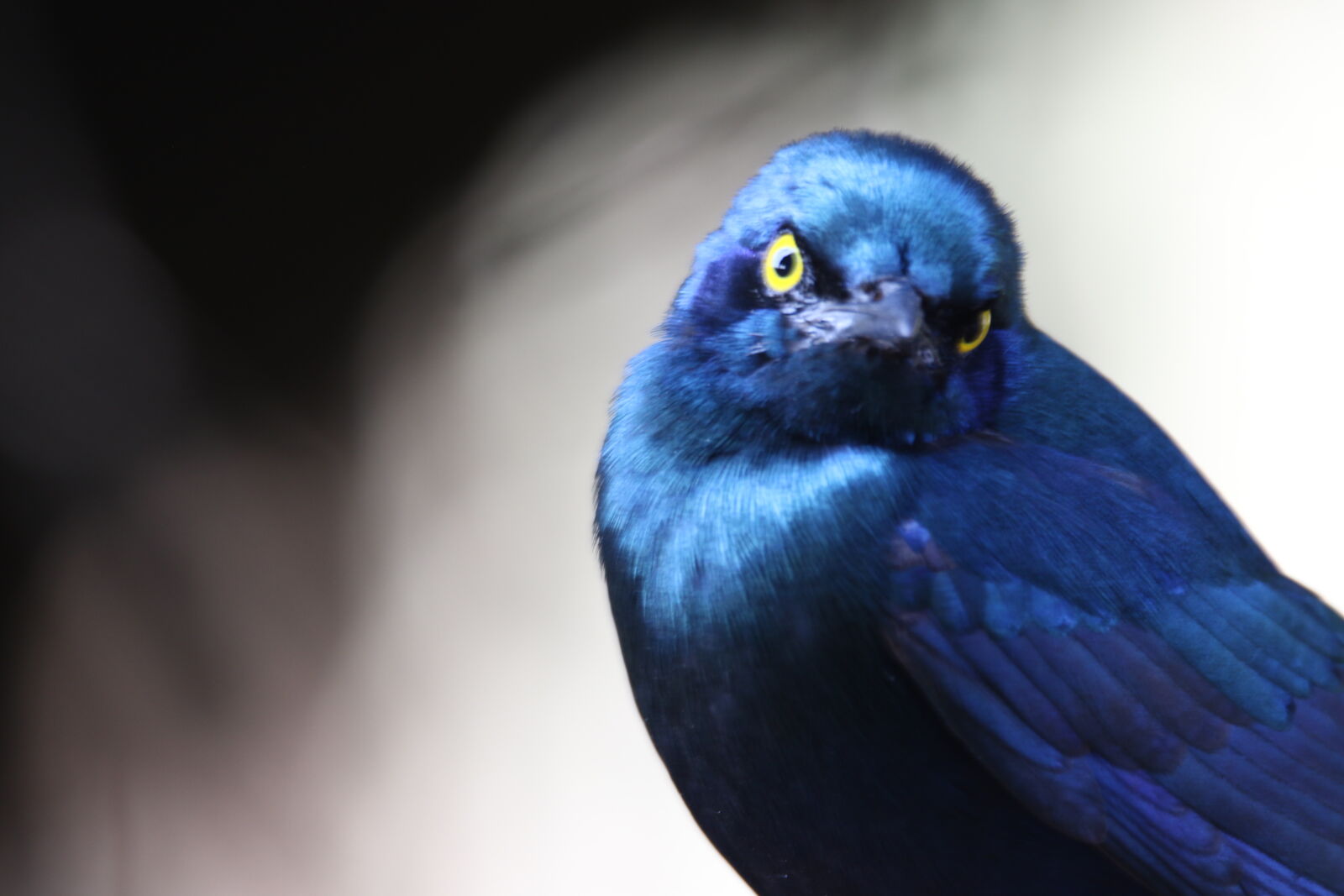 Canon EOS 7D Mark II sample photo. Animal, beak, bird, blue photography