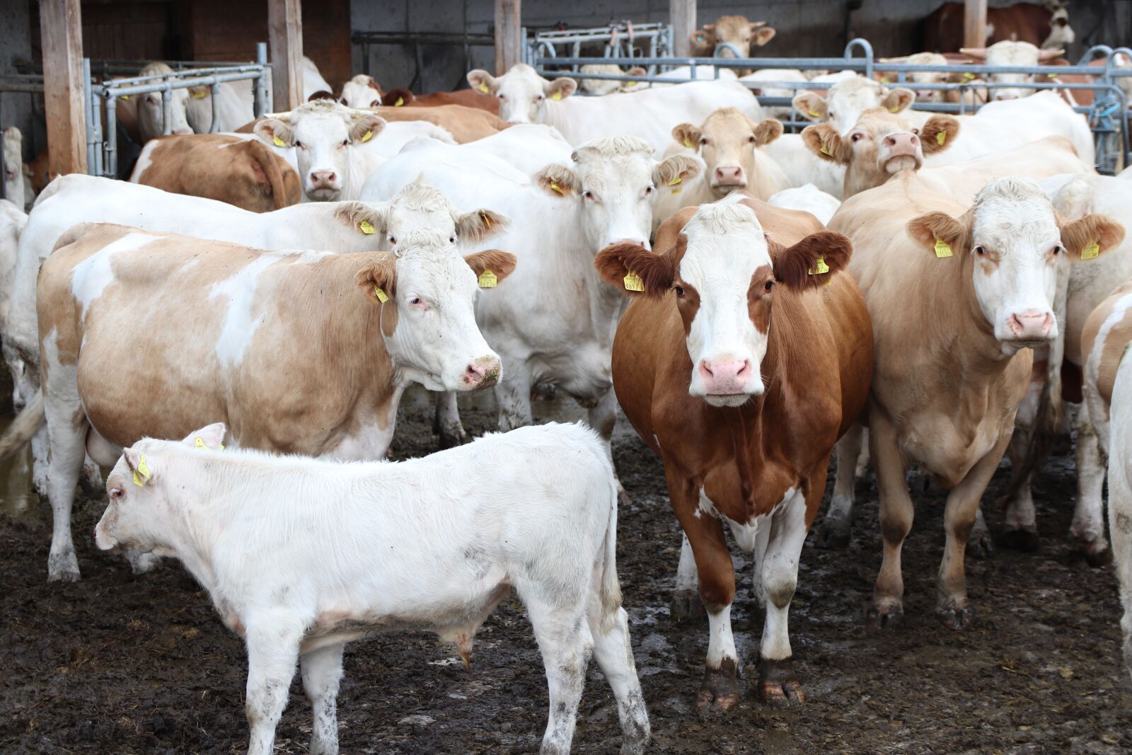 Canon EOS 800D (EOS Rebel T7i / EOS Kiss X9i) sample photo. Mother cows, calves, free photography