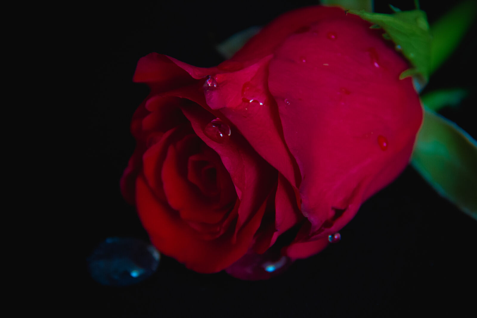 Canon EOS 70D + Canon EF-S 18-135mm F3.5-5.6 IS sample photo. Flower, red, rose, waterdrops photography