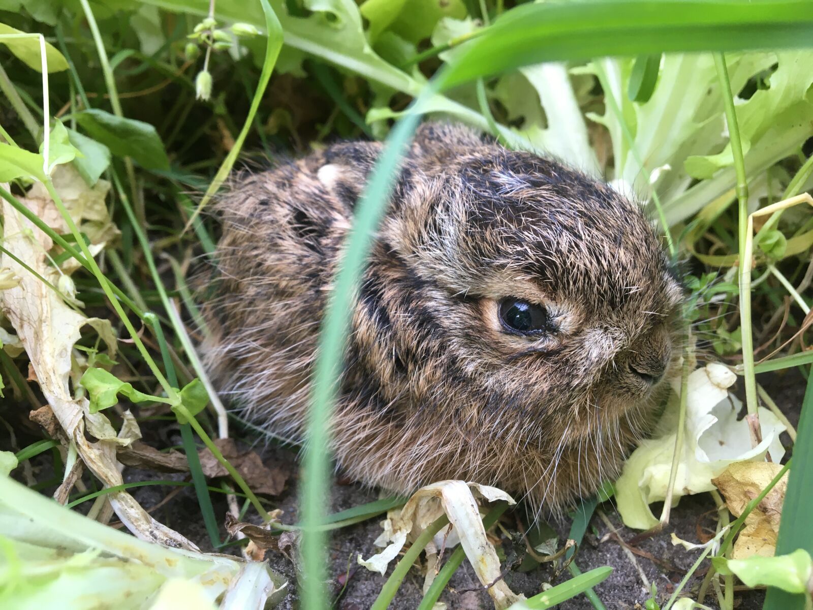 Apple iPhone 6s sample photo. Hare, newborn, lettuce photography