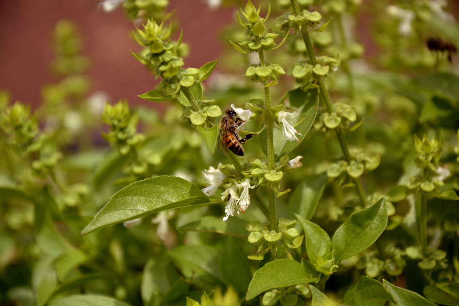 Nikon D7100 sample photo. Bee, nature, basil photography