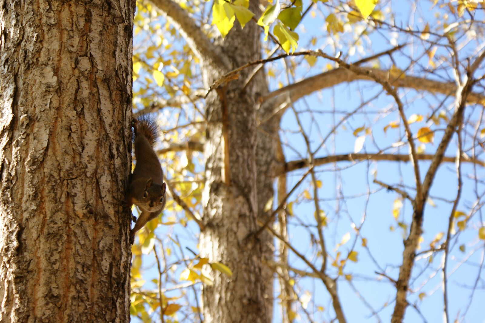 Sony Alpha DSLR-A350 sample photo. Tree, squirrel, wildlife photography
