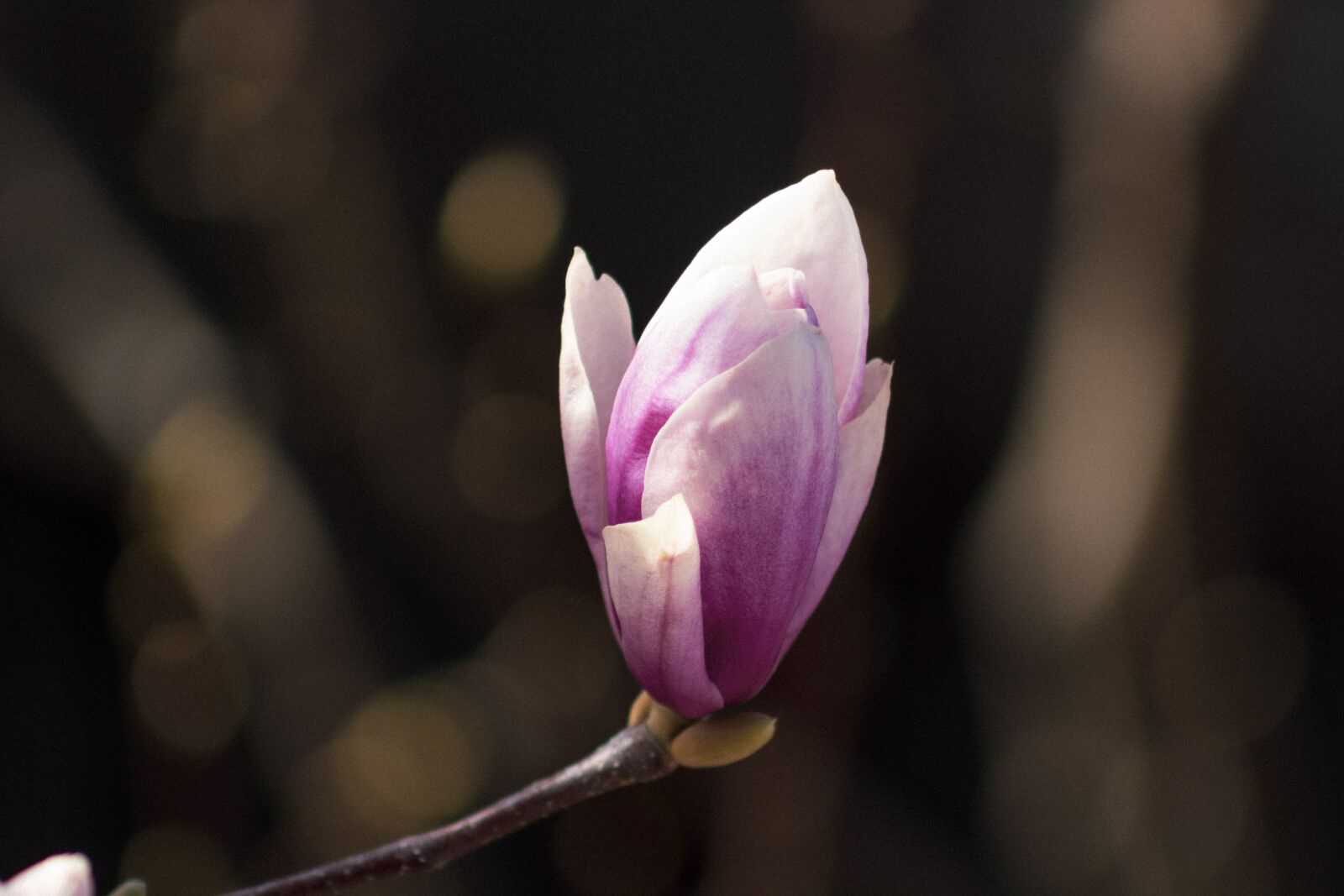 Canon EF75-300mm f/4-5.6 sample photo. Plant, flora, flower photography