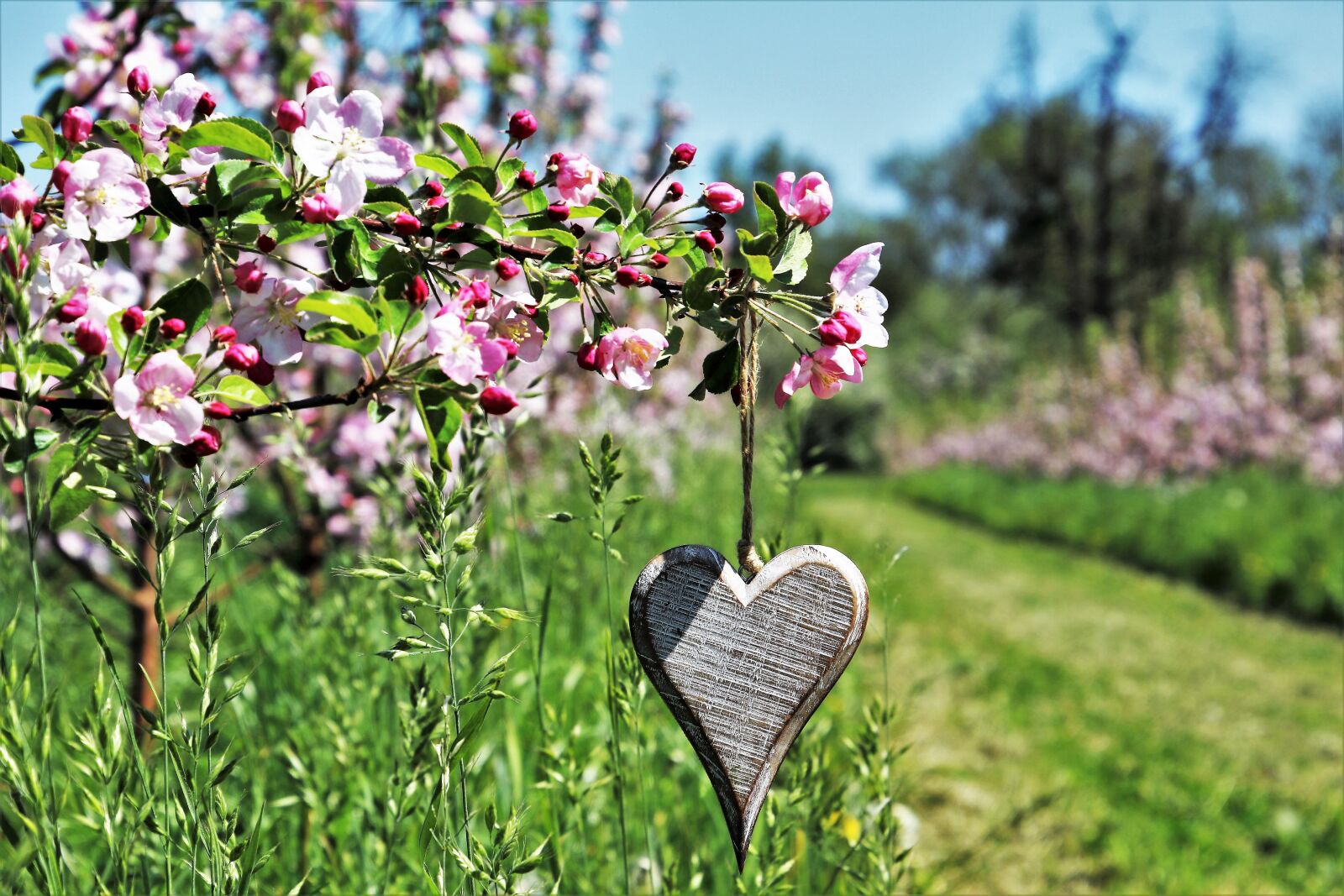 Canon EOS 80D sample photo. Sad, fruit trees, heart photography