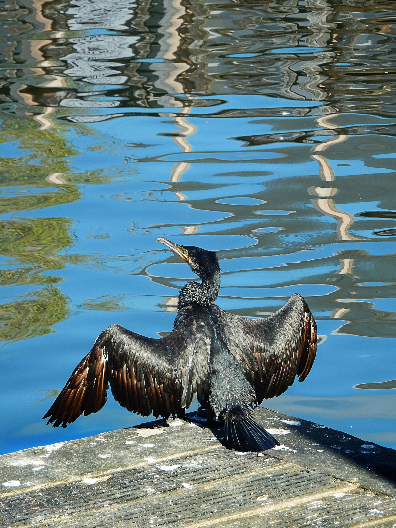 Nikon Coolpix S9900 sample photo. Cormorant, drying wings, sun photography