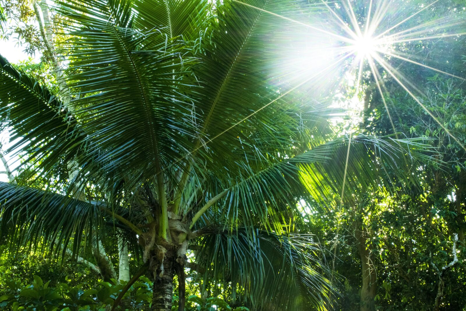 Nikon D5300 sample photo. Atlantic forest, sol, palm photography