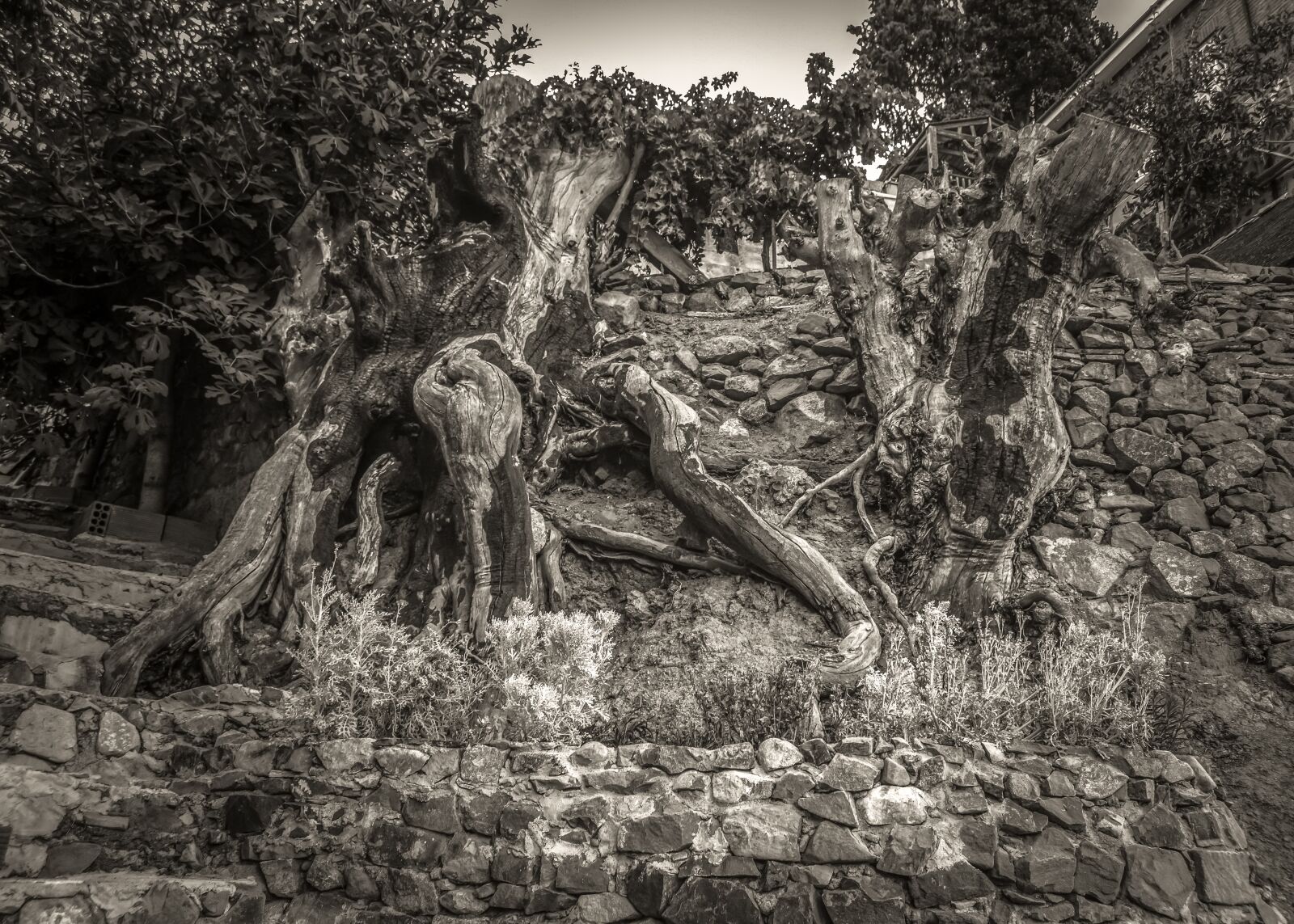 Nikon D3300 sample photo. Trees, wall, stone photography