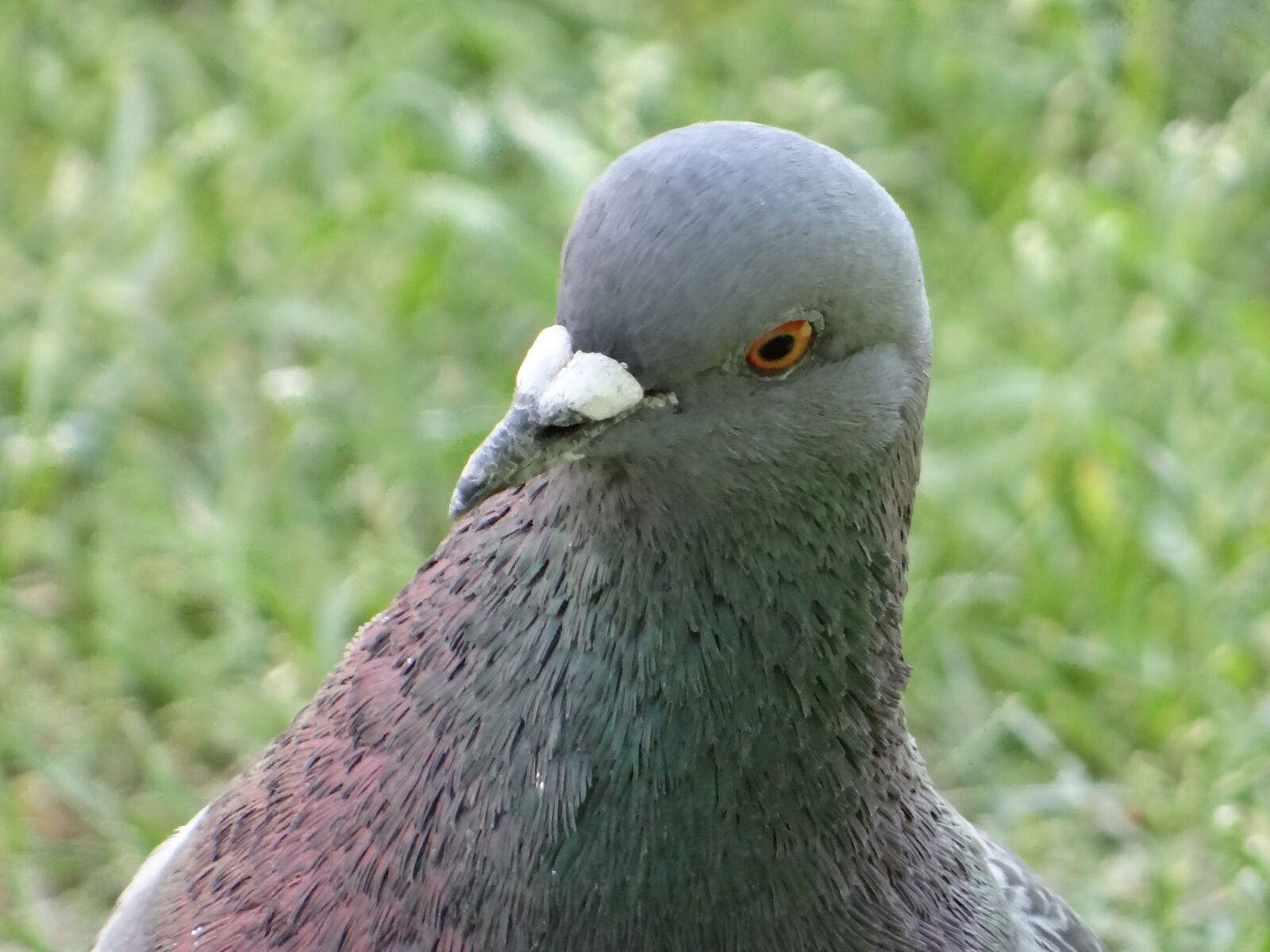 Sony DSC-HX200V sample photo. Dove, bird, poland photography