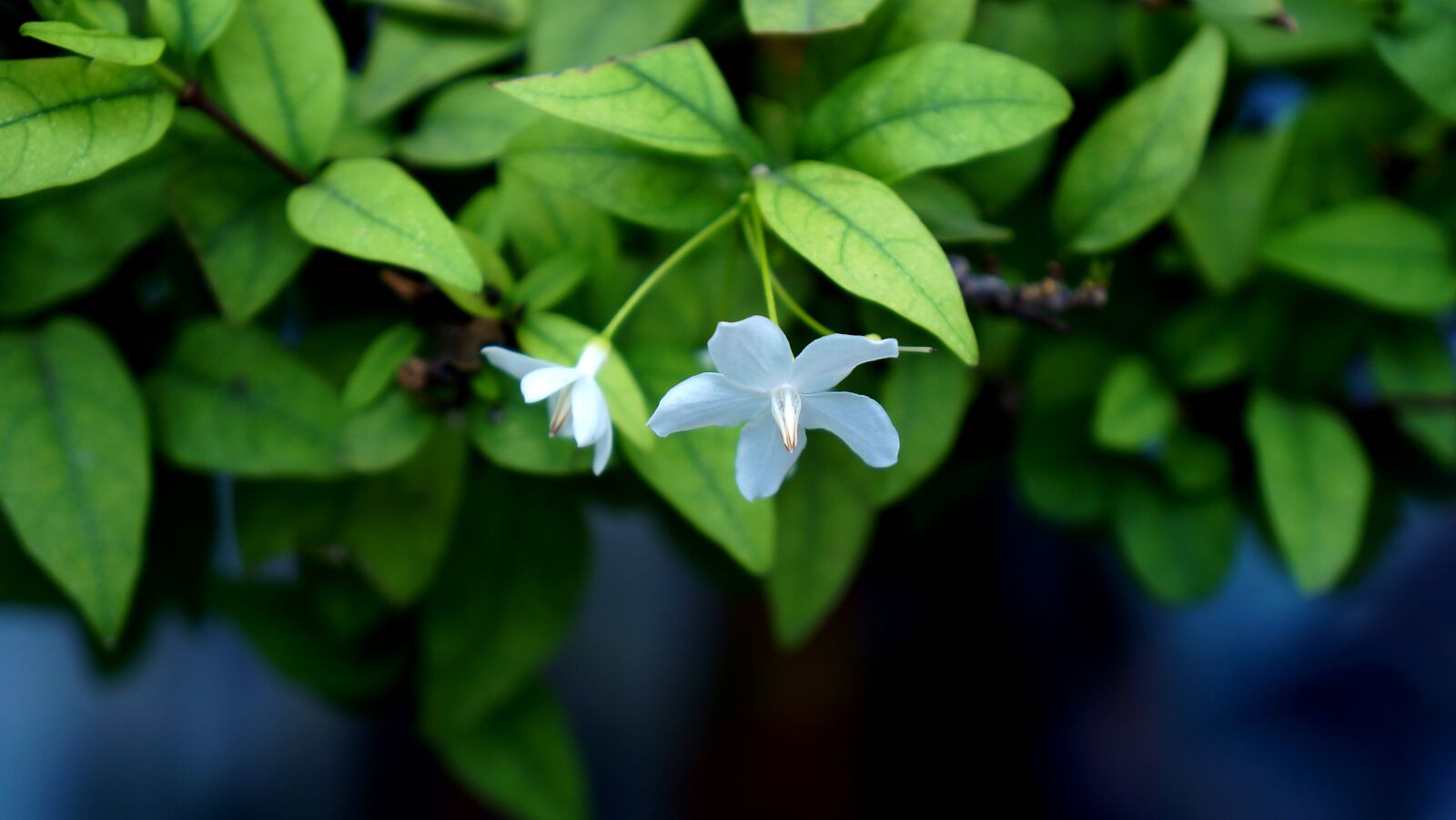 Sony Alpha NEX-F3 + Sony E 18-55mm F3.5-5.6 OSS sample photo. Flower, leaf, white photography