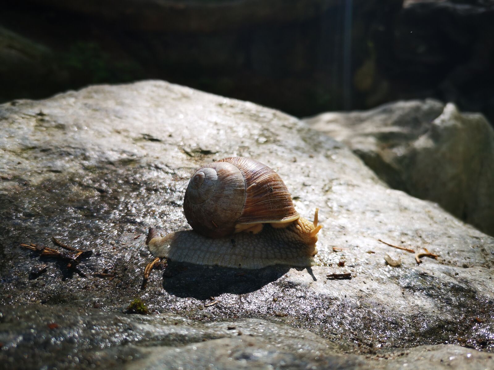 HUAWEI P20 sample photo. Snail, slowly, stone photography