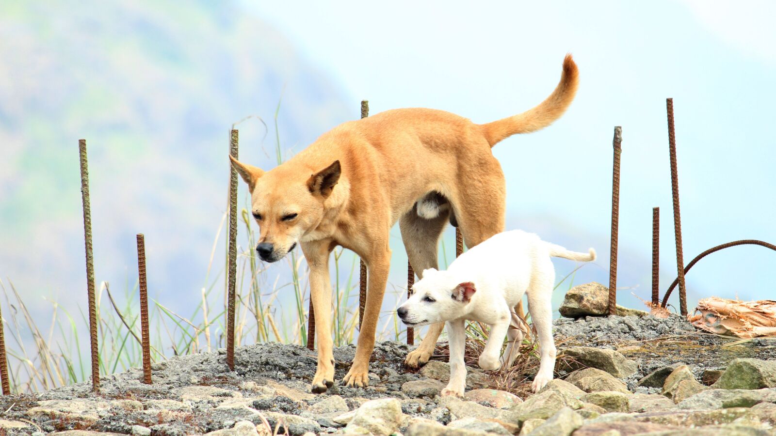 Canon EOS 1300D (EOS Rebel T6 / EOS Kiss X80) sample photo. Dog, canine, father photography