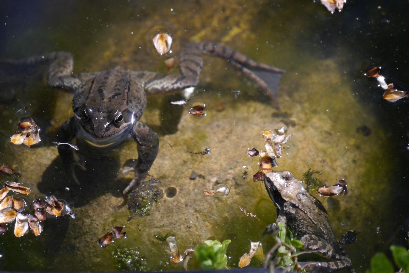 Panasonic Lumix DMC-G6 sample photo. Frog, amphibian, garden pond photography