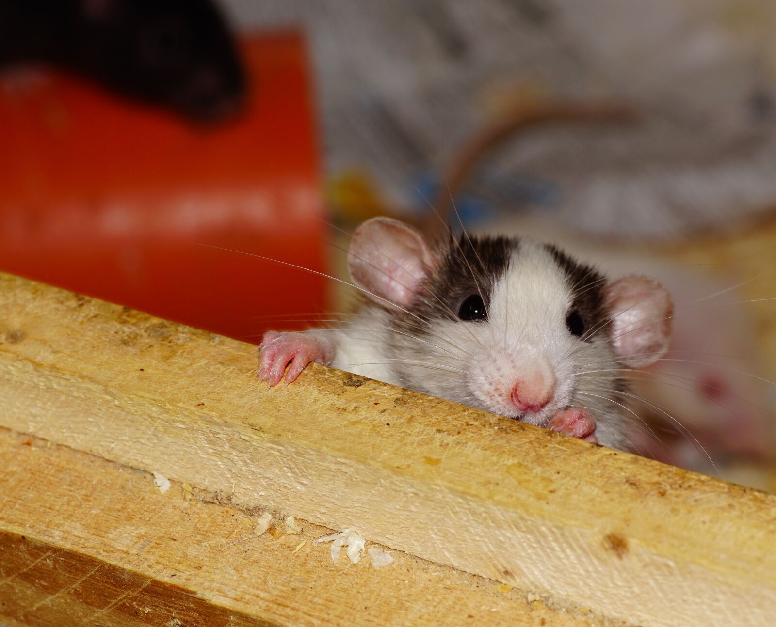 Sony SLT-A68 sample photo. Rat, curious, color rat photography