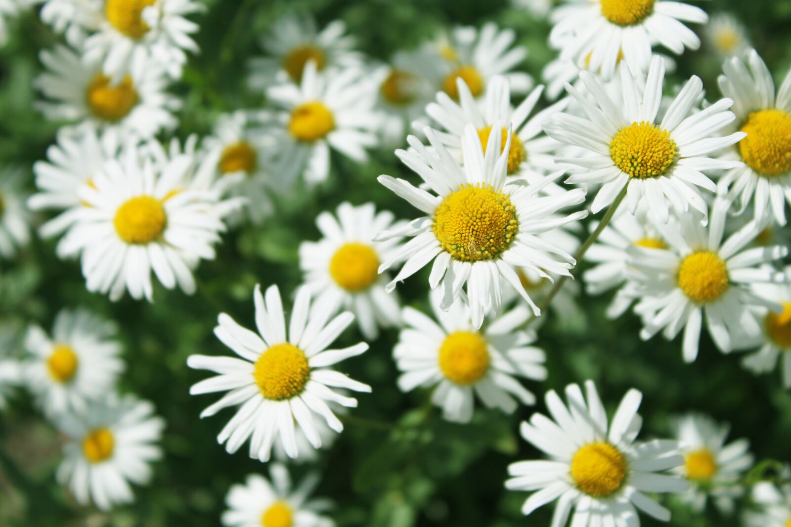 Canon EOS 500D (EOS Rebel T1i / EOS Kiss X3) sample photo. Flowers, summer, nature photography