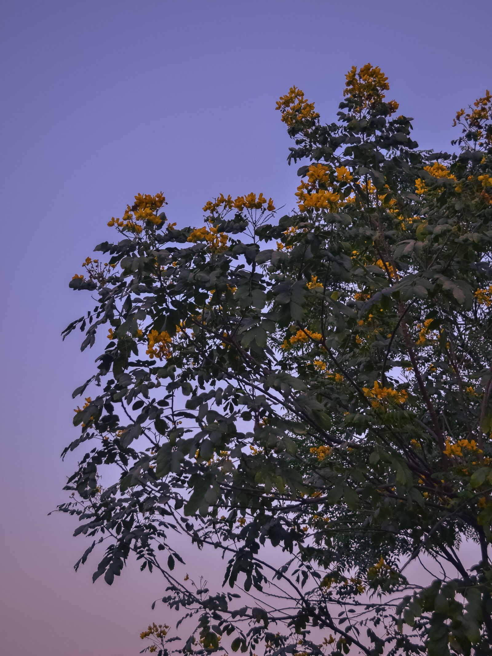 Nikon D3100 sample photo