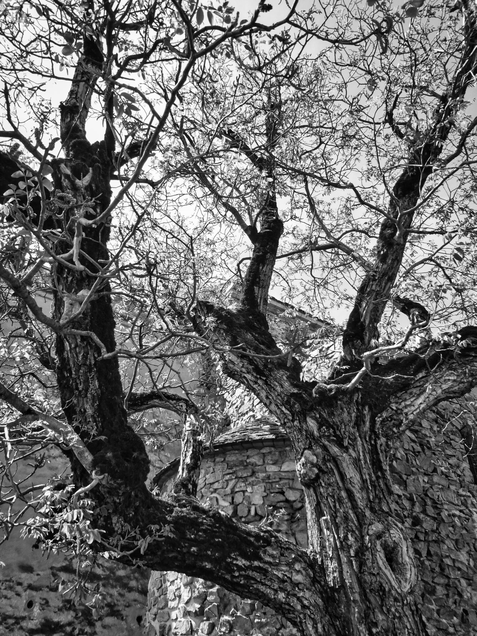 Panasonic Lumix DC-ZS70 (Lumix DC-TZ90) sample photo. Trunk, tree, wood photography