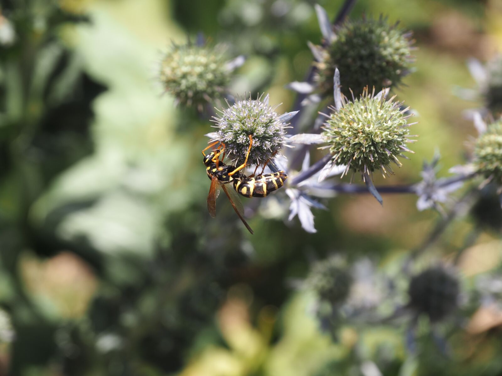 Olympus PEN E-PL7 sample photo. Wasp, flower, thistle photography