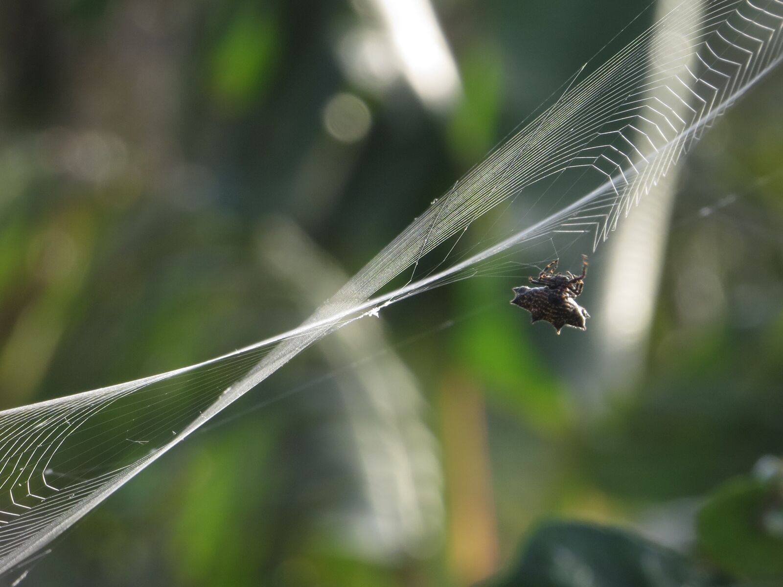 Canon PowerShot SX50 HS sample photo. Insect, spider, weaving photography