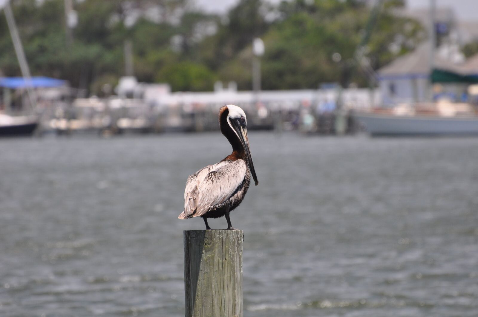 Nikon D90 sample photo. Pelican, bird, water photography