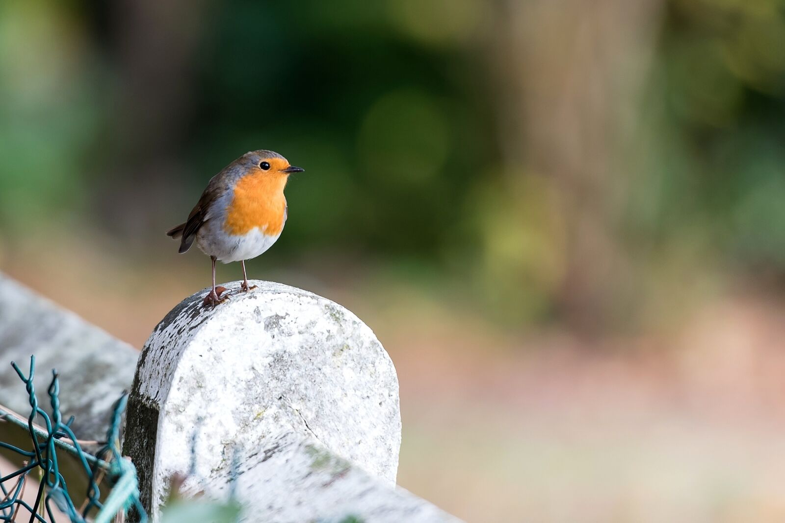 Nikon D750 sample photo. Robin, bird, red photography