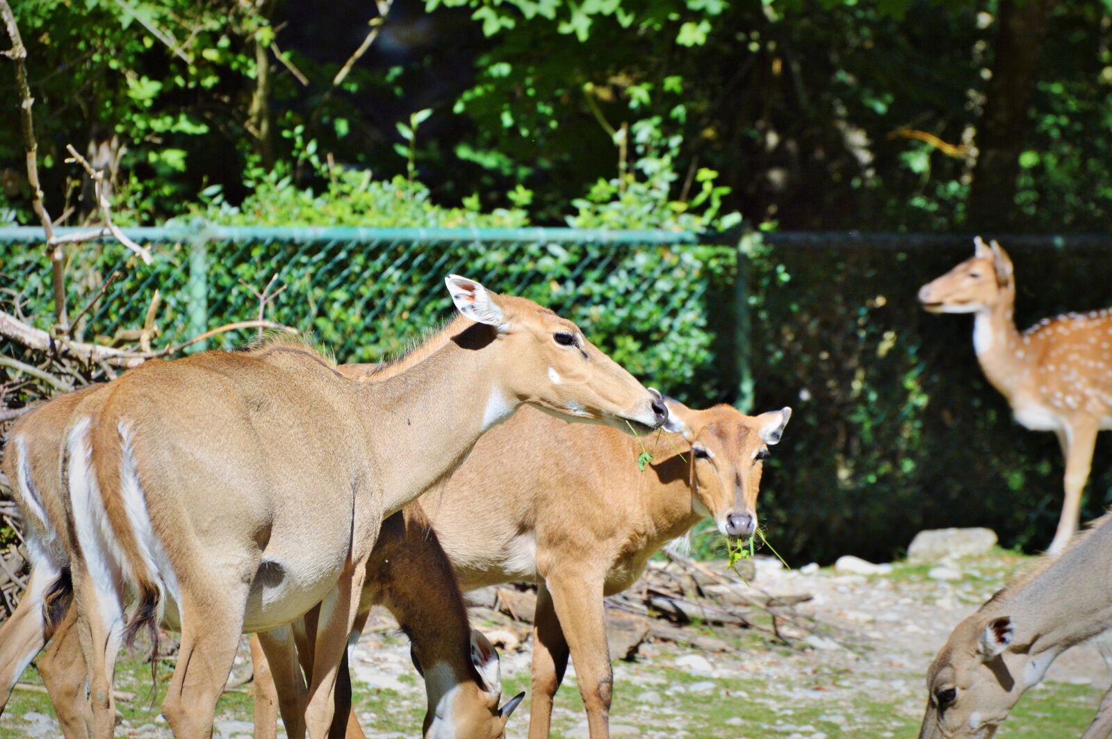 Nikon D3200 sample photo. Roe deer, doe, wild photography