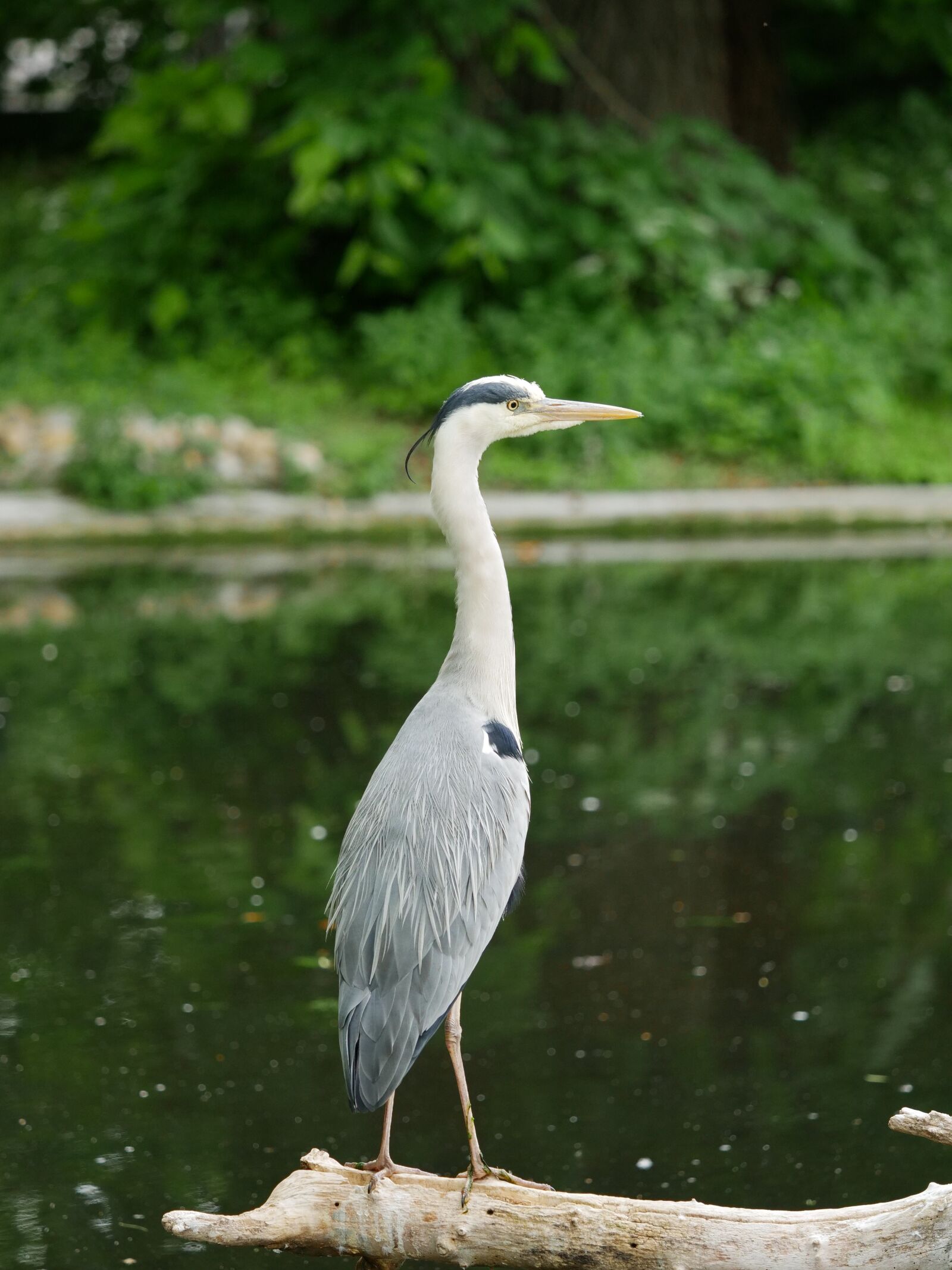 Panasonic Lumix DC-GH5 sample photo. Grey heron, graureiher, heron photography